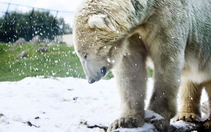 NUENEN – IJsbeer Jelle in het Dierenrijk in het Brabantse Nuenen stapte vrijdag door de sneeuw. Een sneeuwkanon heeft die in het buitenverblijf van de ijsberen geblazen. Hiermee wordt de natuurlijke omgeving van ijsberen op de Noordpool nagebootst. Foto A