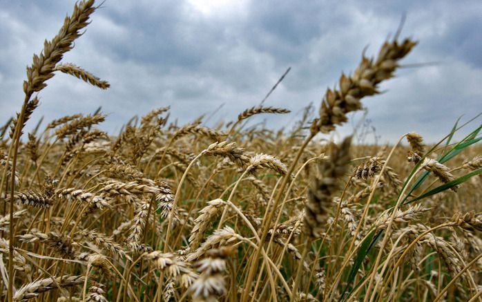 DEN HAAG – De mate waarin gewas wordt ingezet voor biobrandstof dient af te hangen van de omvang van de oogst. Dat bepleit Jaap Haanstra, die bij LTO–Nederland voorzitter is van de vakgroep Akkerbouw. Foto ANP