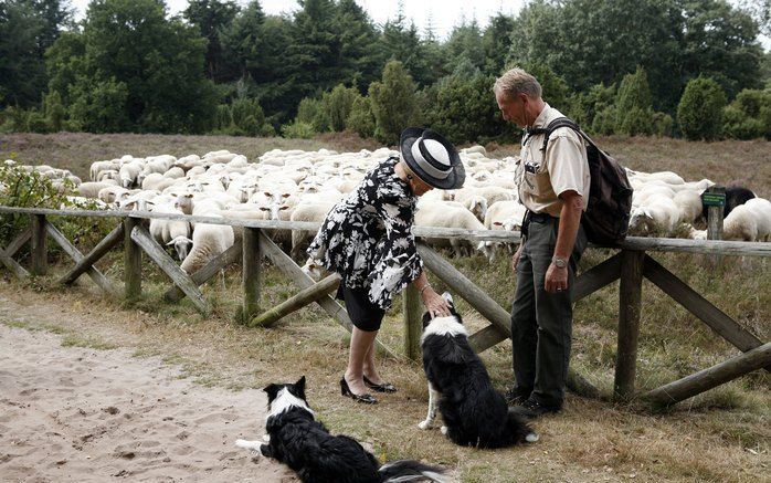 Schaapsherder Teun Heuver van het Overijsels Landschap laat zijn schaapskude op het Lemelerveld zien aan Koningin Beatrix. Beatrix brengt vrijdag een streekbezoek aan Salland in de provincie Overijssel. ANP