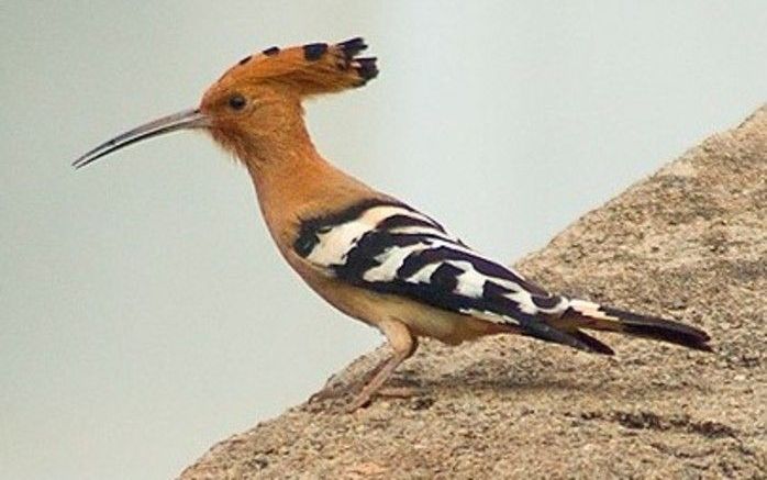 Hop laat zich steeds vaker en vroeger zien. Foto Dhaval Momaya