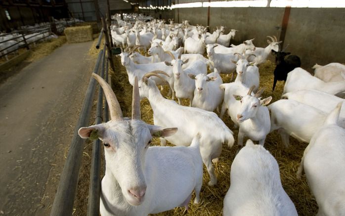 De stichting Vrom heeft bij de provincie Overijssel een schadeclaim van 5 miljard euro ingediend voor de mogelijke gevolgen voor inwoners door een uitbraak van Q-koorts. Foto ANP