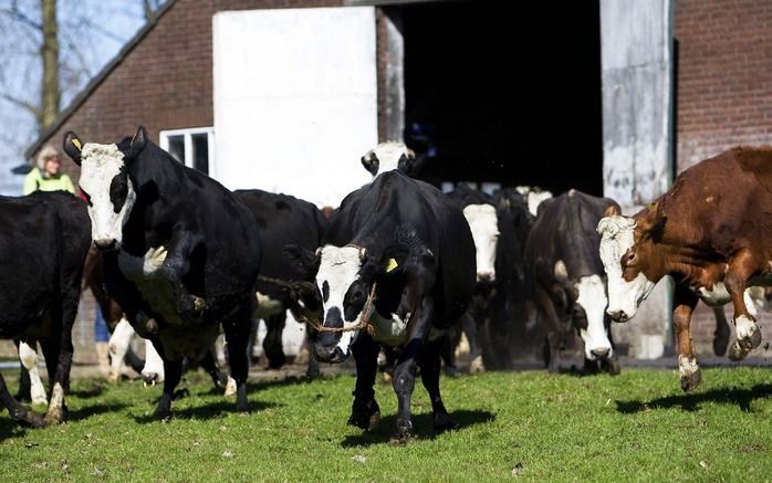 DEN HAAG – LTO Nederland wijst ingrijpen in de zuivelmarkt resoluut af. Foto ANP