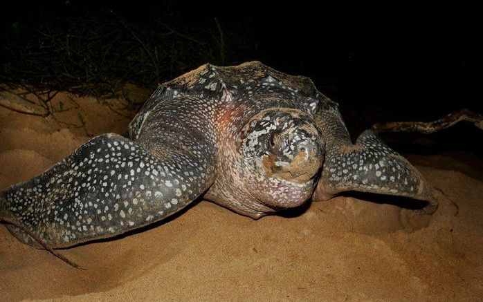 Voor de kust van Texel is zondag een levende lederschildpad gesignaleerd. Foto ANP