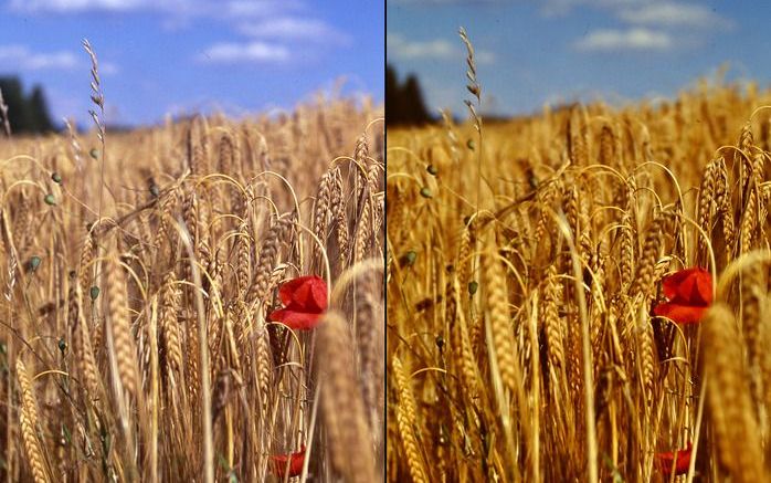 Een wereld van verschil; links het onbewerkte resultaat van de Epson. Rechts dat van de Ion, iets verhelderd omdat het resultaat te donker voor publicatie was. Foto’s Wessel van Binsbergen