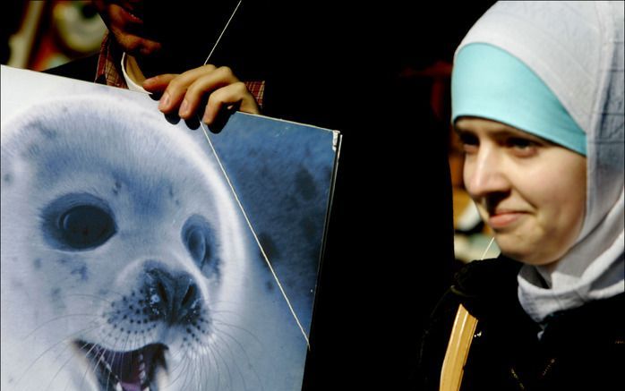 Canada is zijn gevecht begonnen tegen het geplande Europese importverbod op zeehondenbont en andere producten van de dieren. Foto ANP