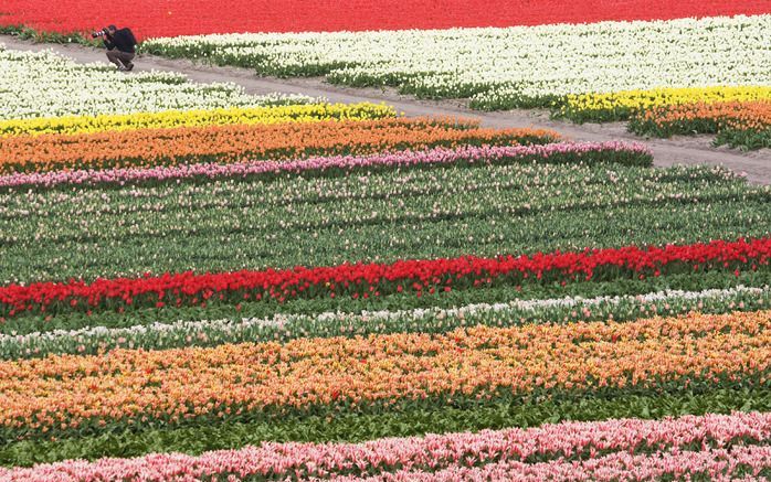 DEN HAAG - Bollentelers rond Lisse en Hillegom krijgen geen extra schadevergoeding ter compensatie van een mislukte bollenoogst na de koude winter van 1997. Foto ANP