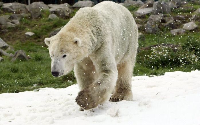 OTTAWA – Een 17–jarige jongen is maandag na een hachelijke nacht gered van een ijsschots in het water van de Canadese Hudson Bay. Op het stuk ijs liepen tot overmaat van ramp ook twee ijsberen rond. Foto EPA