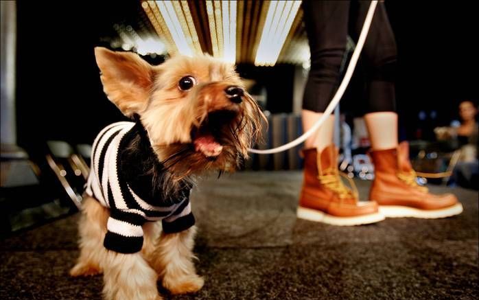 UTRECHT – In Utrecht gaat dinsdag de Gedragskliniek voor Dieren open. Honden, katten en vogels met een ernstig gedragsprobleem kunnen er terecht na een doorverwijzing van de dierenarts. De deskundigen sluiten lichamelijke oorzaken uit voordat ze aan een g