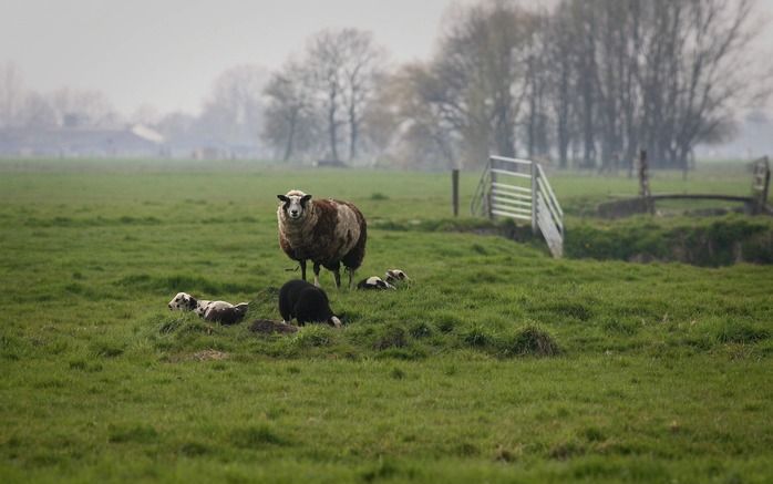 De Willeskoppolder bij Woerden. Foto Anton Dommerholt