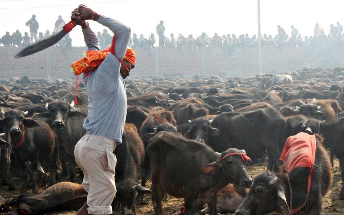 KATHMANDU – Rond een tempel in Zuid-Nepel wordt een hindoefestival gehouden waarbij ruim 200.000 buffels, varkens, geiten, kippen en duiven worden geofferd. Honderdduizenden hindoes kwamen dinsdag en woensdag bijeen om er het Gadhimaifestival bij te wonen