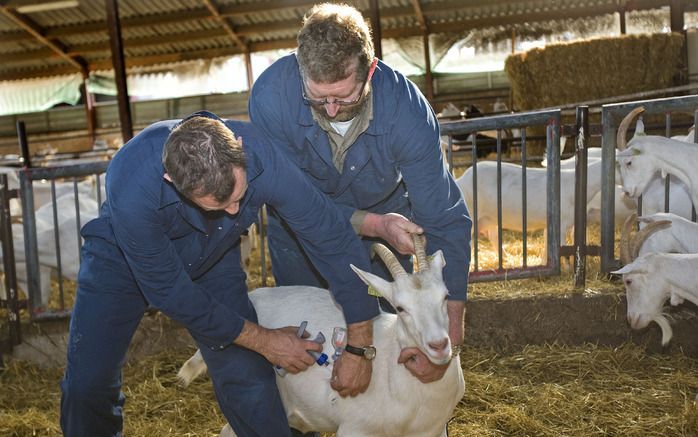 Geit wordt gevaccineerd tegen Q-koorts. - Foto ANP