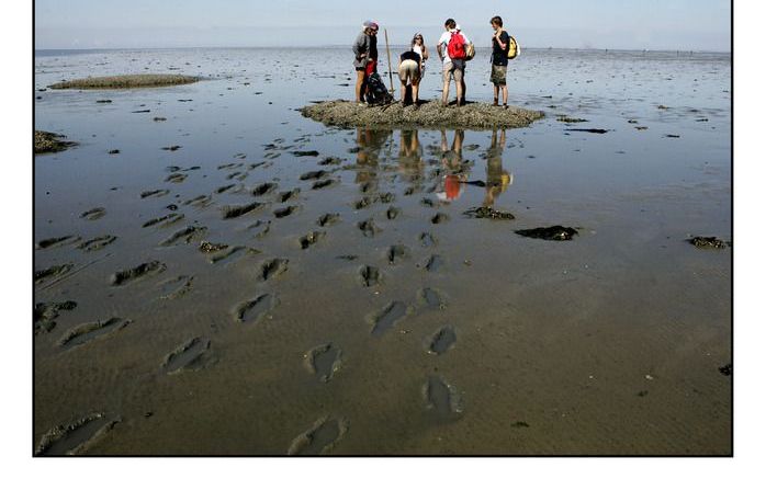 HARLINGEN – Voor 5 euro per jaar kan iemand vanaf dinsdag 5 hectare Waddenzee adopteren. Foto ANP