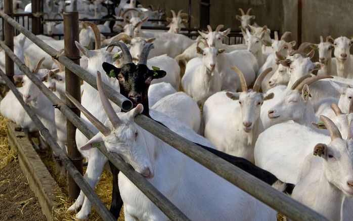 Geiten op geitenhouderij. - Foto ANP