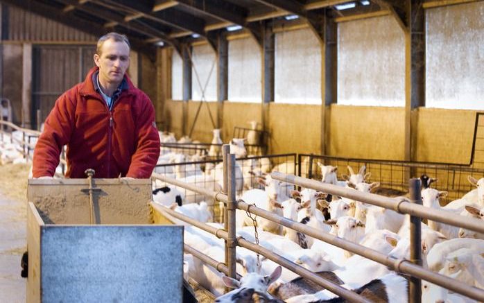 BARNEVELD – Gert (41) en Bertine (39) Overeem hebben een geitenhouderij in Barneveld. Op hun bedrijf is Q-koorts geconstateerd. Van de 837 geiten moeten er 300 worden geruimd. Nee – 457.