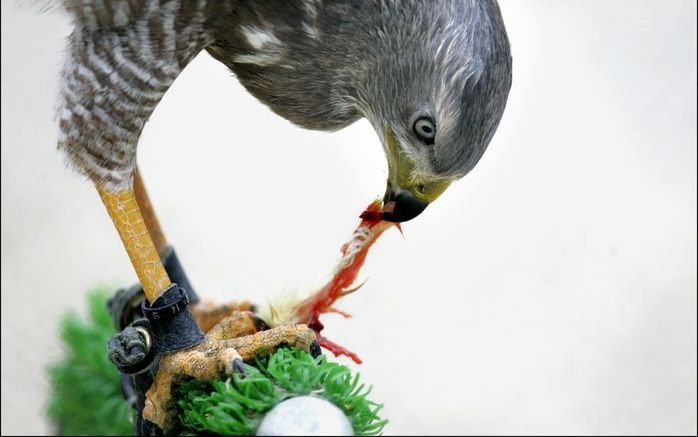 WAGENINGEN – Het gaat goed met de havik in Nederland. De populatie roofvogels is op dit moment zelfs groter dan in de jaren vijftig van de vorige eeuw. Vanaf de jaren zestig tot kort voor de eeuwwisseling nam het aantal haviken rap af, onder meer door het