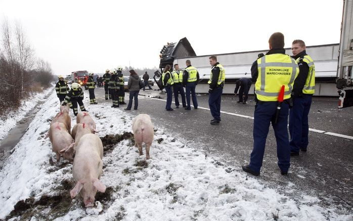 Varkens lopen dinsdag door de berm van de A67 bij Geldrop. Foto ANP