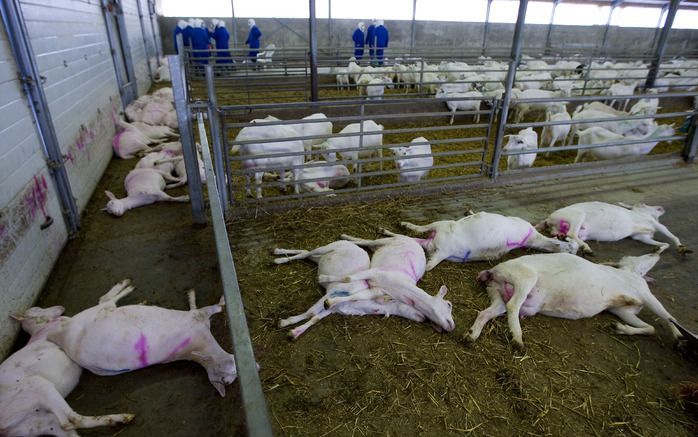 HOOGERSMILDE – De geiten van een boer uit Hoogersmilde (Drenthe) worden donderdag geruimd. Hij had een kort geding aangespannen tegen het ministerie van Landbouw om de ruiming tegen te houden. Het College van Beroep voor het Bedrijfsleven besliste dat die