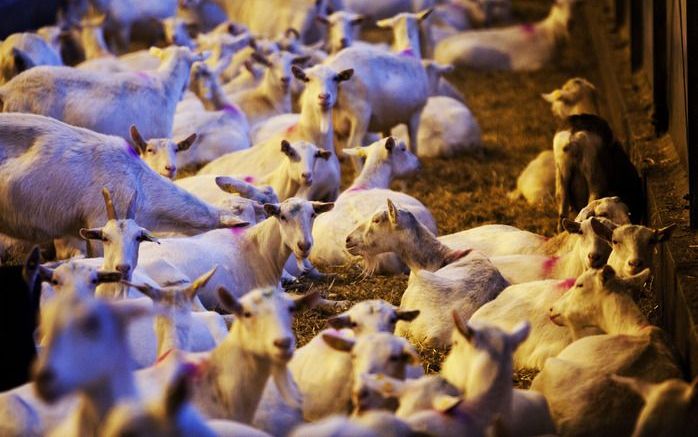 HEESCH – Minister Klink (Volkgezondheid) heeft dinsdagavond een ’indrukwekkende’ en ’emotionele’ ontmoeting gehad met ongeveer honderd Q–koortspatiënten uit de Brabantse gemeenten Maasdonk en Bernheze. Foto ANP