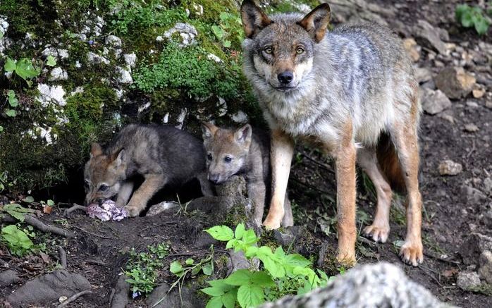 Een wolvin met jongen. Foto EPA.