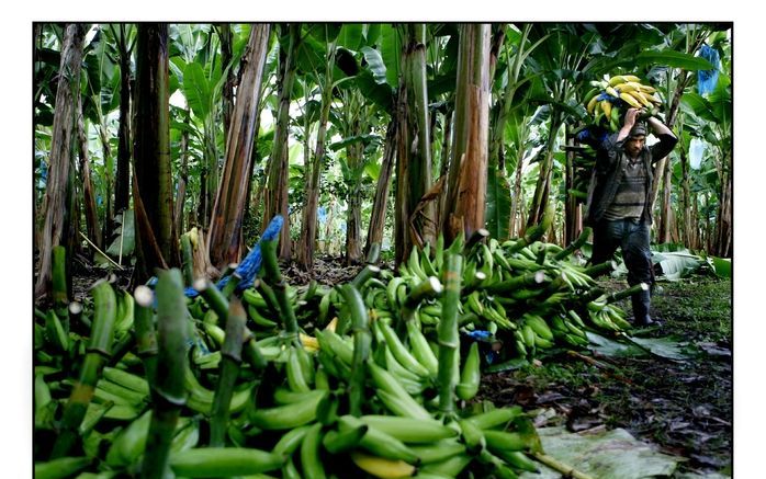 Bananenplantage in Armenia. Foto EPA