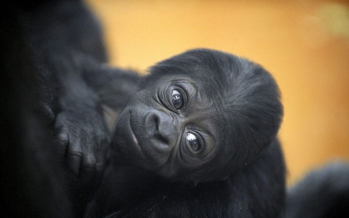 Gorilla geboren in Kerkrade. Foto EPA