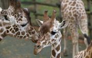 De dierentuinen in Nederland beginnen een overschot aan giraffen te krijgen. foto ANP