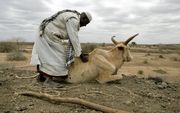 Door de extreme droogte in Oost-Afrika bezwijkt veel vee. Het klimaat is volgens de inwoners van streek. In maanden dat het normaal regent, blijft het droog. In de winters blijft de koude uit. Foto EPA