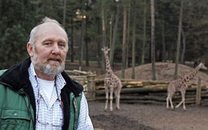 AMERSFOORT – Hoofd dierverzorging M. Hoedemaker bij de giraffes in het Amersfoortse dierenpark. De langnekken worden met radiomuziek voorbereid op de herrie rond de jaarwisseling. Foto Erik Kottier