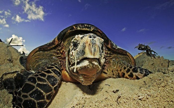 Volgens de natuurbeschermingsorganisatie kan de zeeschildpad zich niet goed meer voortplanten als het warmer wordt. Hoe warmer de bodem is, hoe meer vrouwtjes uit de eieren kruipen. Ook verdwijnen de legstranden door het stijgen van de zeespiegel. Foto AN