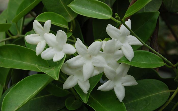 De Stephanotis heeft mooie groene ellipsvormige bladeren, maar het zijn toch de naar lelie geurende bloemen die hem zo aantrekkelijk maken. Foto Tim Waters