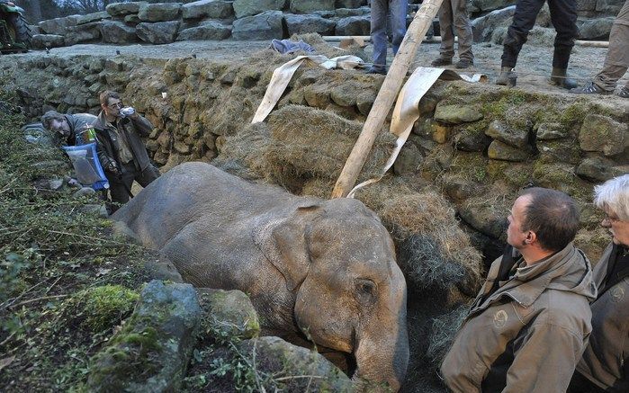 Olifant Annabel, die afgelopen zondag in Dierenpark Emmen een spuitje kreeg nadat zij ten val was gekomen, had een gebroken nekwervel en slijtage aan de gewrichten. Foto ANP