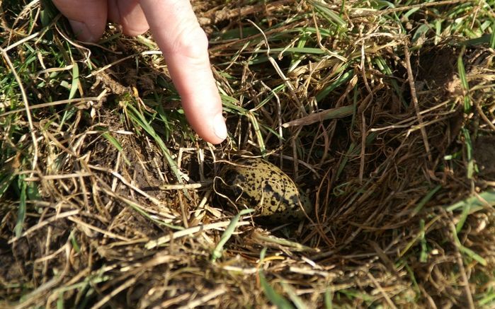 EEMNES – Het eerste kievitsei van het jaar is zondag gevonden in een weiland in de Utrechtse gemeente Eemnes. Foto ANP