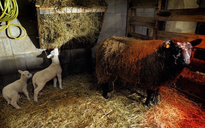 LELYSTAD - Mensen die een boerderij bezoeken, verwachten daar het „echte boerenleven” te zien. De boer en boerin moeten op het bedrijf wonen, er moeten dieren zijn en de bezoekers willen boerenproducten kunnen kopen. Foto ANP