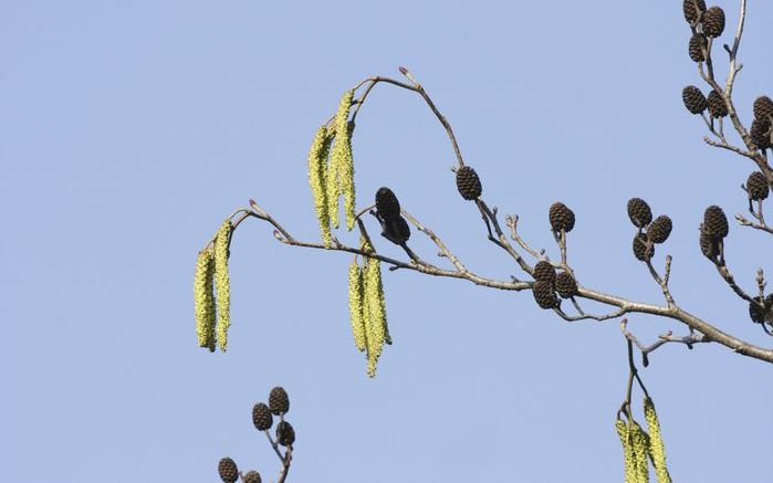 VOORBURG – Veel mensen genieten momenteel van het prachtige voorjaarsweer. Voor wie last heeft van hooikoorts hebben de fraaie lentedagen echter ook schaduwkanten. De lucht zit vol elzen- en berkenpollen. Wie daar allergisch voor is, heeft te maken met ge