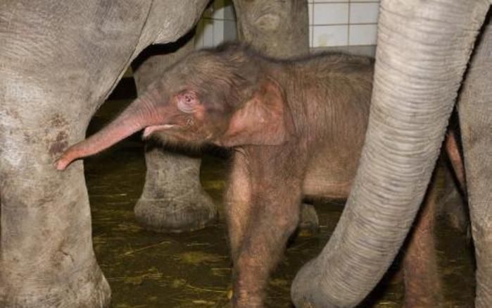 EMMEN – In Dierenpark Emmen is zaterdagochtend een olifantje geboren. Het is een jongetje, weegt 70 kilo en is gezond. Het kalfje heeft nog geen naam. Hij krijgt een Birmaanse naam. Foto ANP