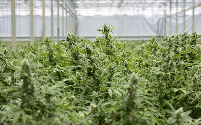 Of de commerciële teelt van cannabis onder voorwaarden toegestaan wordt is de vraag. Foto ANP