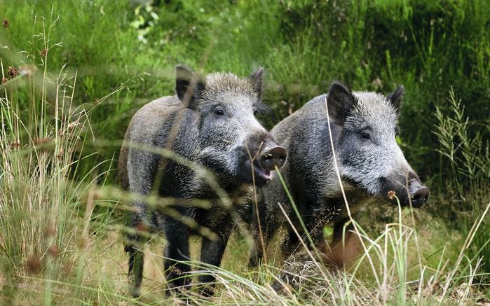 APELDOORN – Boswachters van het kroondomein bij Paleis Het Loo in Apeldoorn waarschuwen tegen het voeren van wilde zwijnen door bezoekers van het bos. Niettemin zijn er nog steeds veel bezoekers die de dieren te eten geven. Foto ANP