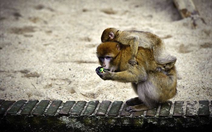 Berberaapjes in de dierentuin. Foto ANP