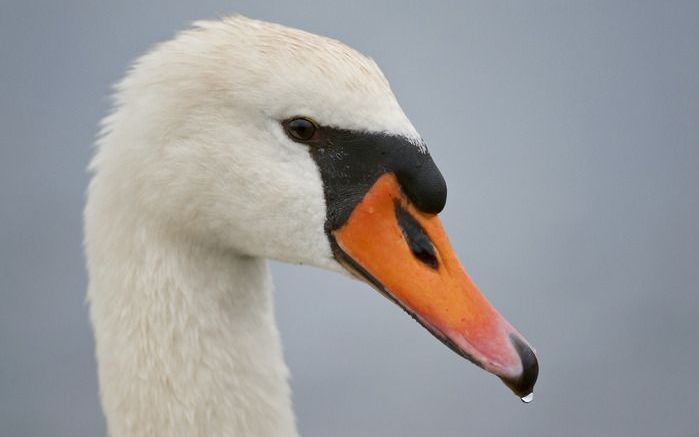 Kop van een knobbelzwaan. Foto ANP.