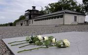 Buchenwald. Foto EPA
