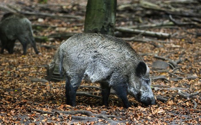 Drukjacht op wilde zwijnen wordt beperkt tot november en december.