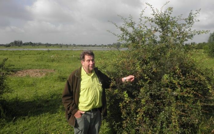 Waardsman Arie Klaassen van natuurgebied De Blauwe Kamer bij Rhenen: ”Meidoornstruiken zijn de pioniers van nieuwe natuur in de uiterwaarden." Foto RD