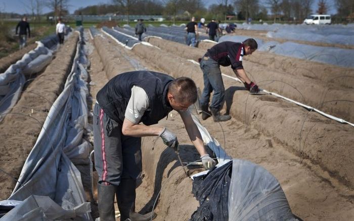 Werknemers uit Polen en Letland aan het werk op de aspergevelden in Helden. Foto ANP