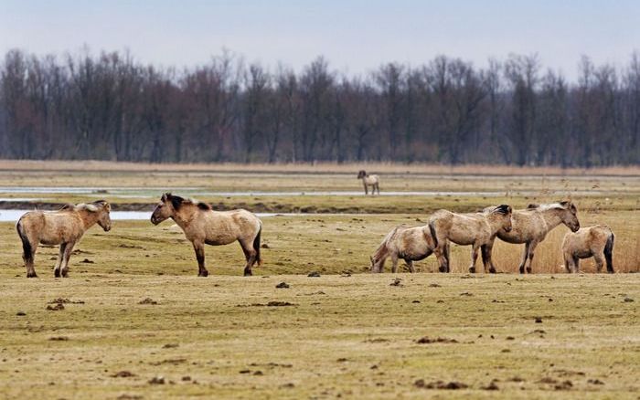 DEN HAAG – Net nu de lange winter echt achter de rug lijkt en het gras uit de grond schiet, heeft een meerderheid in de Tweede Kamer aangegeven dat de herten, konikpaarden en runderen in de Oostvaardersplassen en ook de hooglanders op de Veluwezoom moeten