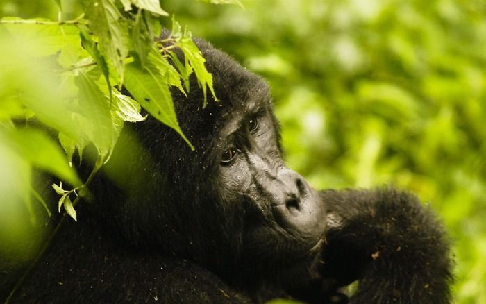 Drie babyberggorilla’s en een volwassen wijfje van de bedreigde diersoort zijn in een nationaal park in het Centraal–Afrikaanse Rwanda dood aangetroffen. Foto EPA