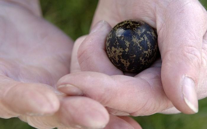 DEN HAAG – De controle op het aantal kievitseieren dat in Friesland wordt geraapt, moet strenger. Dat bepaalde de Raad van State gisteren. De provincie Friesland gaat rapers gewoon weer een vergunning geven. Foto ANP