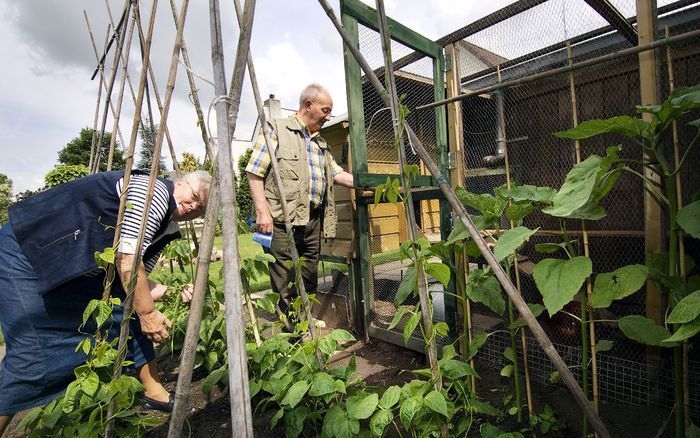 Het echtpaar Lensink uit IJsselmuiden heeft een eigen moestuin, omdat het voordelig is. „Daarnaast zijn onze eigen boontjes wel tien keer lekkerder dan die van de supermarkt.” Foto Dick Vos