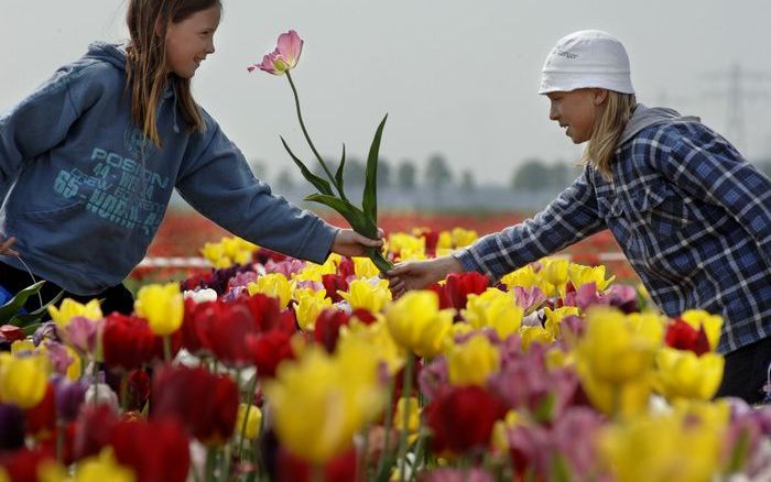 MARKNESSE – Kinderen plukken tulpen voor hun moeder bij de familie Daniels in Markenesse in de Noordoostpolder. Foto ANP