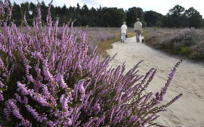 HOENDERLOO – Nationaal park De Hoge Veluwe ondergaat de komende jaren een ingrijpende opknapbeurt. Vooral in het centrum van het park verdwijnt de verouderde bebouwing, om plaats te maken voor een modern restaurant, een speelplaats en een parkeerplaats vo