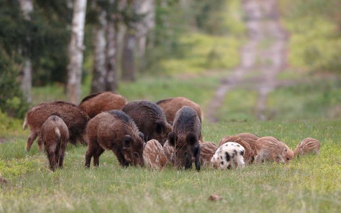 DEN HAAG – Minister Verburg wil een gedegen onderzoek van de provincie Gelderland naar de draagkracht voor wilde zwijnen op de Veluwe. Foto Bram van de Biezen